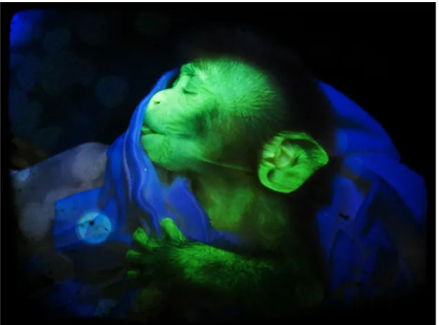Figure   10   :   Glowing   Chimp   @   Atlanta   Yerkes   Primate   Center   