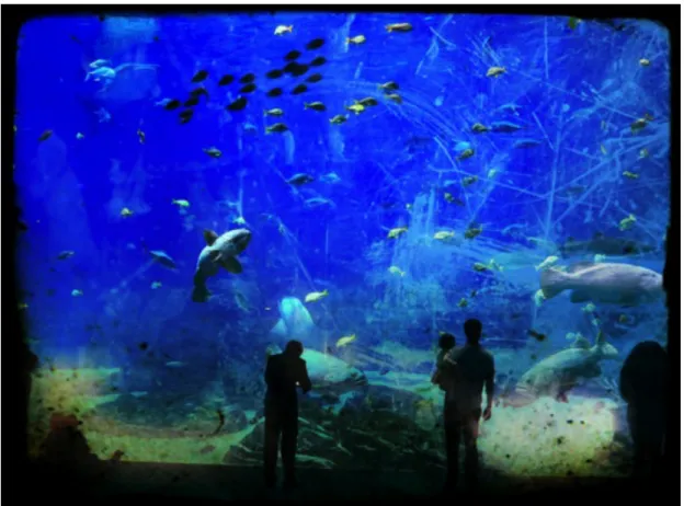Figure   2   :   Humanimalités   vitrées   au   Georgia   Aquarium 17    