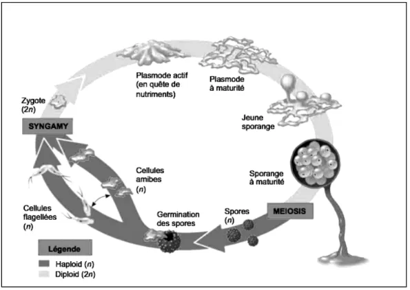 Figure 1.7 Cycle de vie de Physarum polycephalum  Adaptée de Campbell et Reece (2005) 