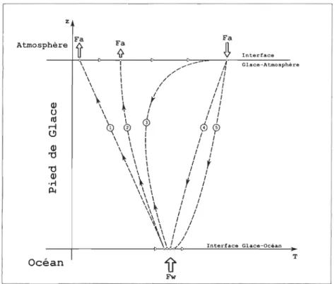 Figure  6 :  Schématisati on  de  l ' évolution  du  profil  ver t ical  de  température  dans  la  glace  de  mer  au  cours  de  la  période  de  fonte 