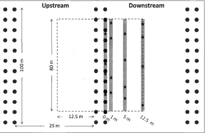 Figure  4.  Sampling  design  used  at  bath  mussel  and  reference  sites.  Black  circles  represent  the  mussel  aquaculture structures  (bouchots)