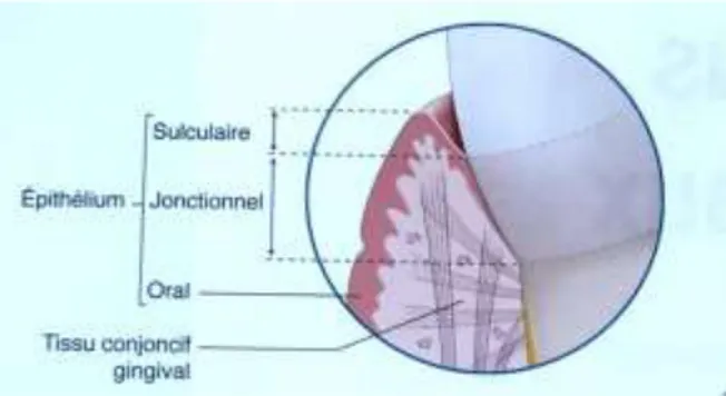 Figure 2 : Anatomie du parodonte 