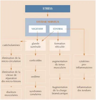 Figure 4 : Hypothèses de la relation entre le stress et les TMS-MS 