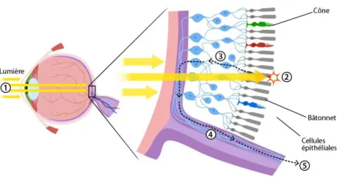 Figure 10 : Schéma du trajet de la lumière à travers la rétine  