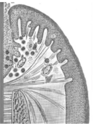 Figure 2 : Lésion précoce ou débutante 