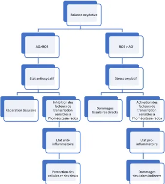 Figure 7 :  Conséquences d’une perturbation de l’homéostasie oxydo-réductive 