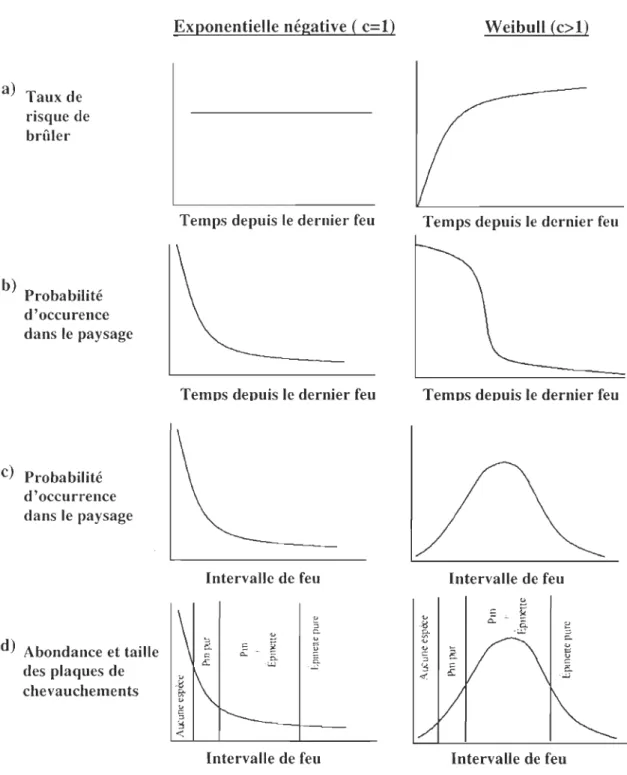 Figure  1.1.  Implications  théoriques  des  distributions  exponentielle  négative  et  Weibull  selon  que  le  taux  de  risque  de  brûler  est  âge-indépendant  ou  âge-dépendant  (a)