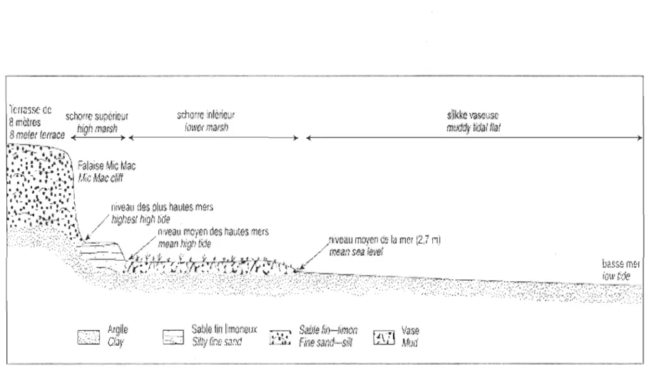 Figure 1  Coupe transversale schématique des subdivisions de la batture d ' un marais tidal du Saint-Laurent (tiré de Dionne  et Bouchard, 2000)