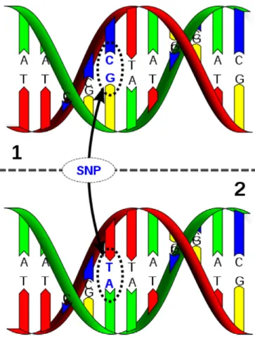 Figure 3: Polymorphisme Nucléotidique Simple (SNP).