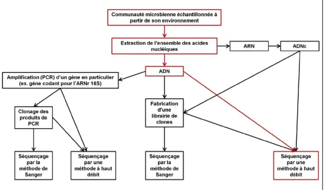Figure 2.1.  Schématisation  de  plusieurs  méthodologies  courantes  dans  une  analyse  métagénomique  (figure  adaptée  d'Ederer,  2011)