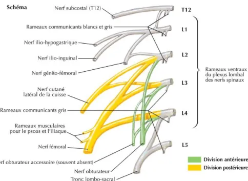Figure 2 : anatomie du plexus lombaire  