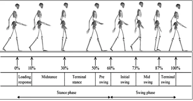 Figure 1.1  Description du cycle de la marche 