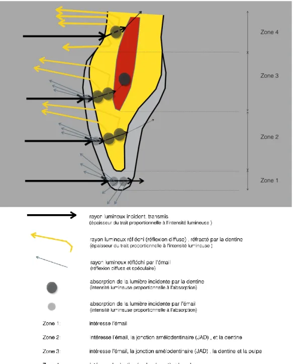 Figure 1.3 : Les différents tissus que traverse la lumière et ses différentes interactions avec la dent