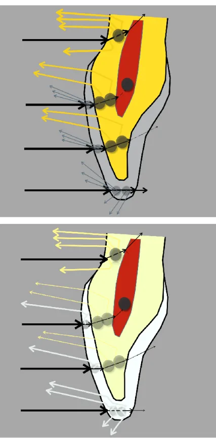 Figure 1.11 : Propriétés optiques de la dent naturelle (en haut) et éclaircie (en bas)
