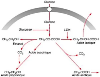 Figure 1 : Mécanisme de fermentation des bactéries 