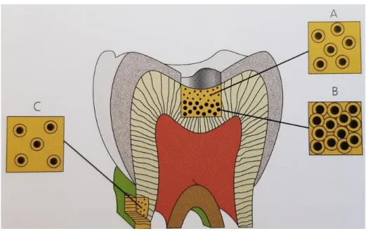 Figure 10 : Illustration des espaces péri et intertubulaire en fonction de l’EDR 