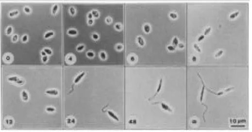 Figure 1 : Évolution morphologique du parasite Leishmania major en culture. La transformation de l'amastigote  vers le promastigote se fait en environ 24h