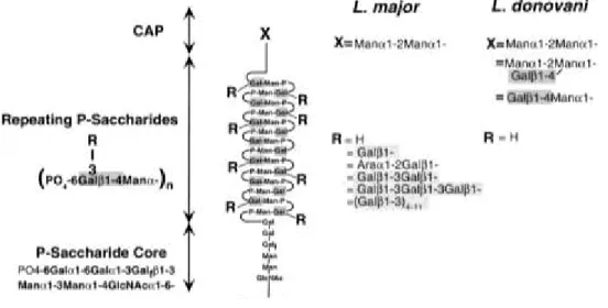 Figure 4 : Structure du LPG de Leishmania. 