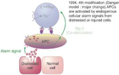 Figure 7 : Schématisation simplifiée de la réponse immunitaire selon la théorie du danger