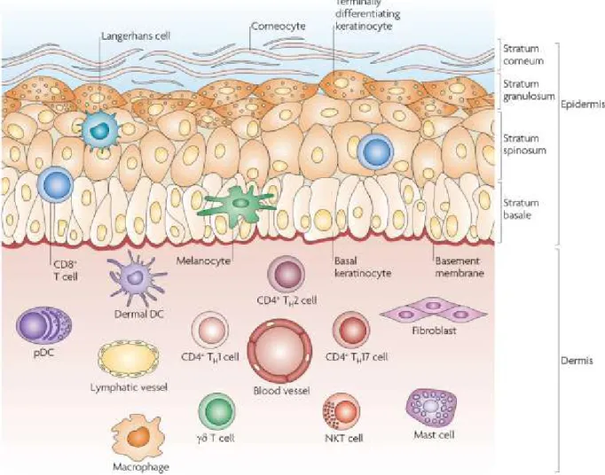 Figure 8: Les différentes cellules immunitaires de l'épiderme et du derme humain. 