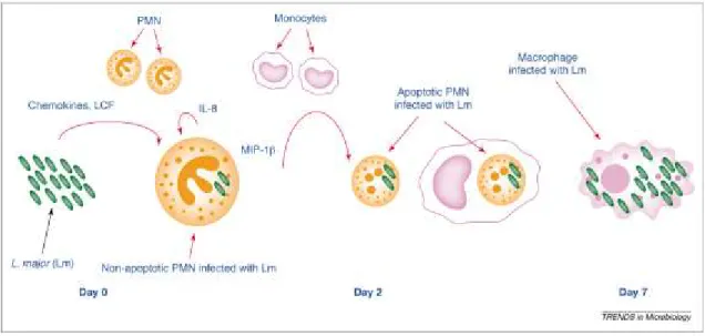 Figure 9: Représentation imagée de la théorie du cheval de Troie impliquant le neutrophile et le macrophage lors  de l'infection avec Leishmania