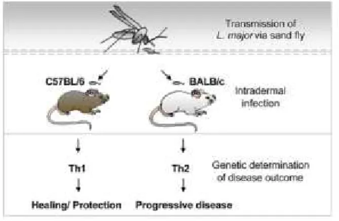 Figure 10: Les souris C57BL/6 et BALB/c ont des réactions immunitaires différentes face au parasite Leishmania; 