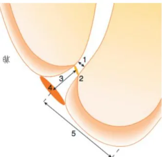 Figure 18 : La région apicale d'après Kuttler 