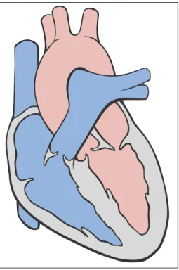 Figure 1.1 Schéma du cœur.