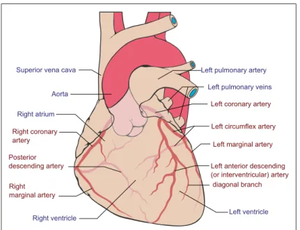 Figure 1.2 Schéma des artères coronaires.