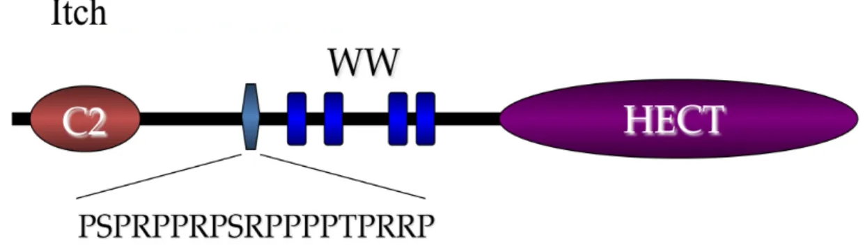 Figure 2. Schéma de la protéine Itch avec à son extrémité N-terminale un domaine C2  suivi d’une région riche en proline (PRD), de 4 domaines tryptophanes (WW) et d’un  domaine catalytique HECT