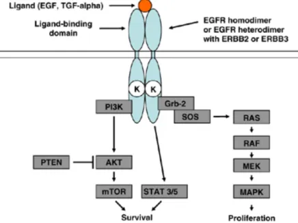 Figure  4.  L’activation  des  récepteurs  par  leur  ligand  permet  leur  homo-  ou  hétérodimérisation  et  leur  signalisation  via  l’activation  de  différentes  protéines