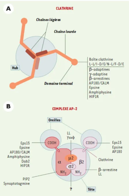 Figure  5.  Les  interactions  protéiques  à  la  base  de  l’endocytose.  A)  Structure  de  la  clathrine formant des triskèles en associant des chaînes légères avec des chaînes lourdes