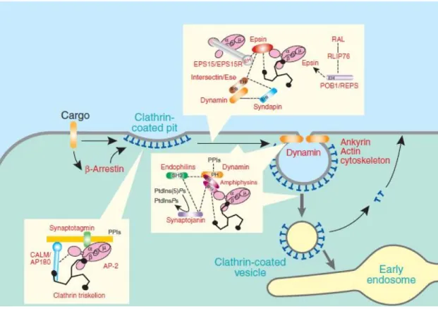 Figure  6.  L’endocytose  dépendante  de  la  clathrine  nécessite  la  participation  de  plusieurs  protéines  afin  de  recruter  les  cargos  à  internaliser  ainsi  que  les  protéines  permettant  l’assemblage  du  manteau  sur  les  vésicules  en  f