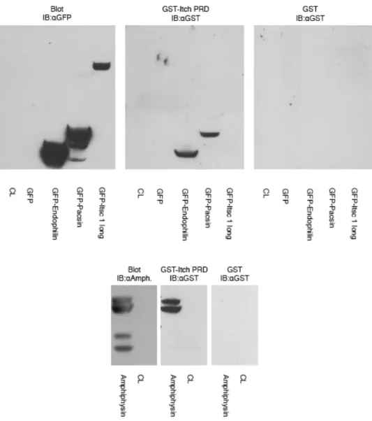 Figure  9.  Itch  interagit  de  façon  directe  avec  l’endophiline,  l’amphiphysine  et  pacsine