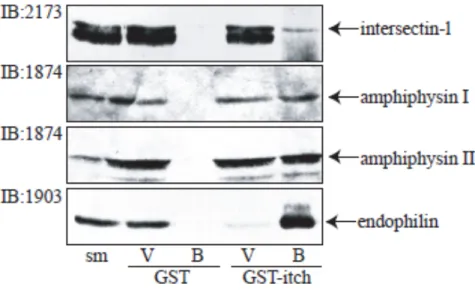 Figure  11.  La  ligase  Itch  est  en  mesure  de  lier  les  différentes  protéines  à  domaines  SH3 exprimées de façon endogène dans le cerveau de rats