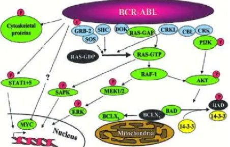 Figure 4 – Shéma simplifié des quelques voies de signalisation activées dans les cellules BCR-ABL [20] 