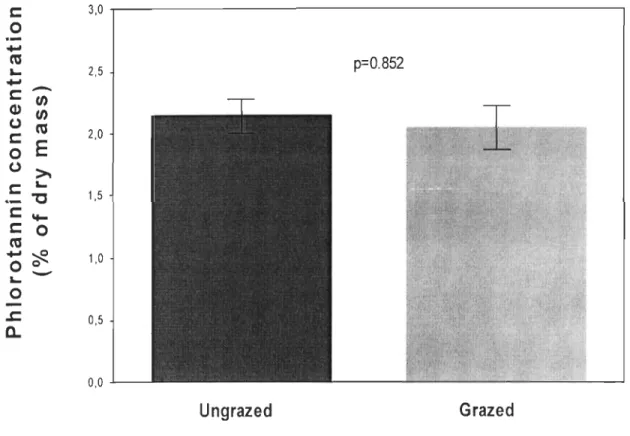 Figure 4. Phlorotannin concentration of algae exposed  to high  grazin g press ure. 