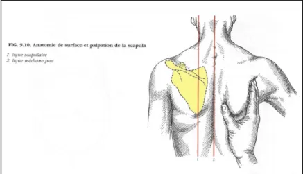 Figure 4 : anatomie de surface et palpation de la scapula d’après Kamina    