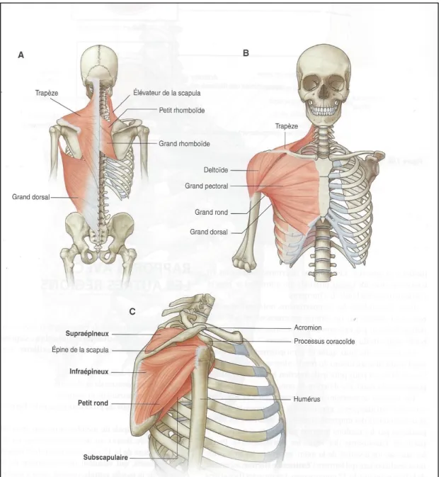 Figure 16 : Les muscles de la région de l’épaule d’après Gray’s. A : vue postérieure ; B : vue  antérieure ; C : vue latérale 