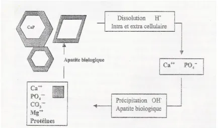 Figure 7 : Cinétique de dissolution de la céramique phosphocalcique et précipitation d’apatite 