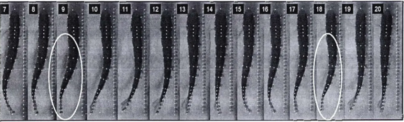 Figure 7  : La  séq uence  de  nage est  sélectionnée  pa rmi  une série d' im ages.  L 'image  encerclée en  rouge  marque le déb ut de la  séquence alors que l'ellipse bleue souli gne la fin 
