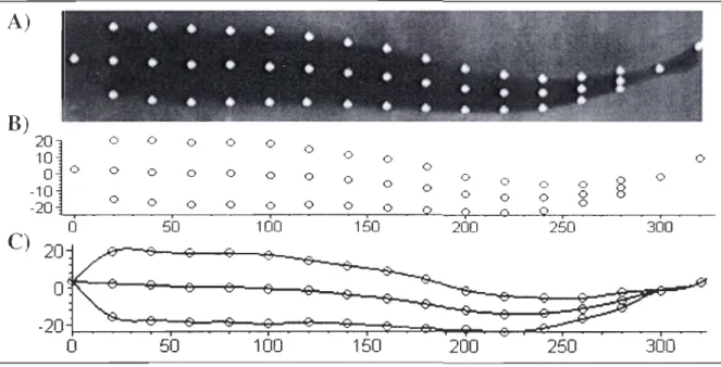 Figure 8 : Étapes pour reconstituer une séquence de nage, de la numérisation de l'image à la simulation  réalisée par le modèle