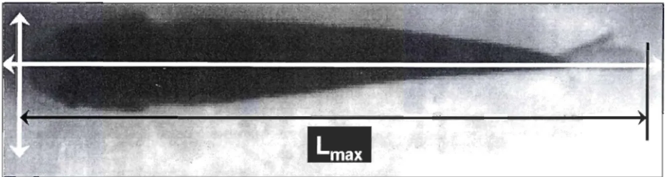 Figure 9  : Mesure de la longueur maximale. 