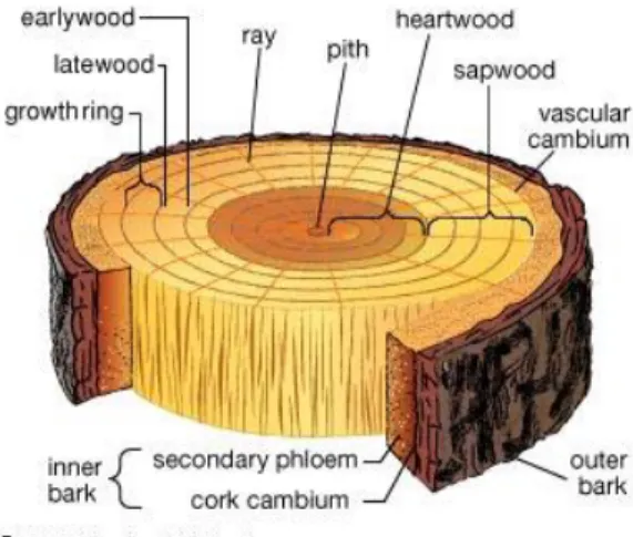 Figure II. 6. Coupe transversale d’un tronc d’arbre  II.1.1.4. Propriétés physiques et mécaniques des fibres de bois  