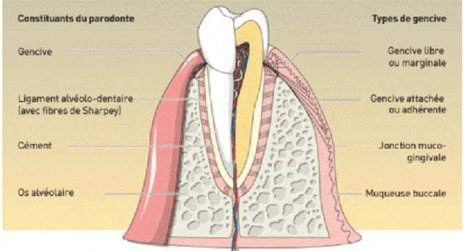 Figure 5 : Anatomie du parodonte 