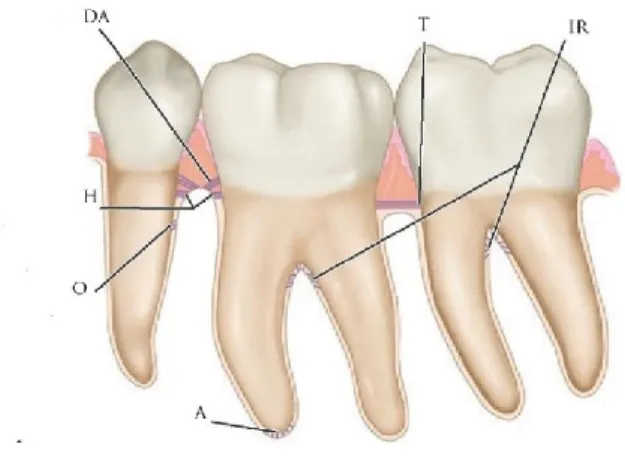 Figure 7 :  Fibres du ligament parodontal  (Image adaptée de Glickman et Carranza) (22) 