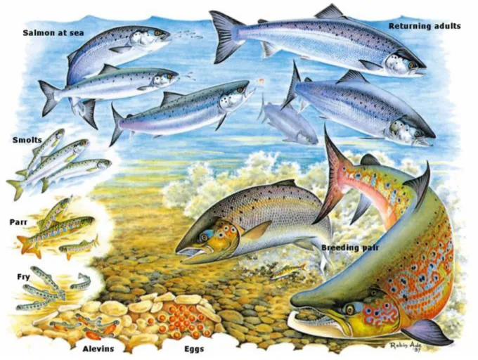 Figure 1.1. The A. salmon lifecycle by Robin Ade 