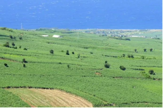Figure 4: La monoculture de la canne façonne le  paysage de la Réunion depuis le XIXème siècle  (Source : Département de La Réunion)