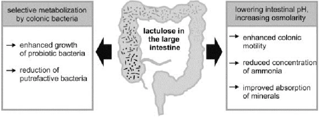 Fig. 1.3: Représentation schématique du mecanisme général de l’action du lactulose sur la  santé humaine