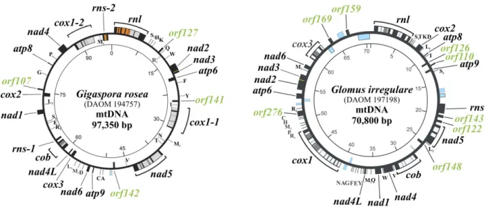 Figure 2.1. Comparison of Gigaspora rosea and Glomus irregulare mitochondrial genomes